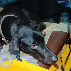 Missing: Black Male Doberman Dog from Kukatpally, Road number 3, Hyderabad-4