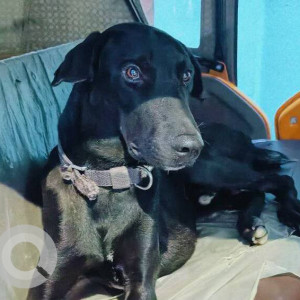 Missing: Black Male Doberman Dog from Kukatpally, Road number 3, Hyderabad