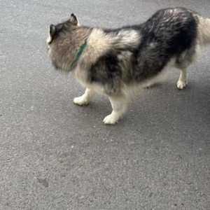 A Black and White Husky Dog Found from Anjanapura, BENGALURU-3
