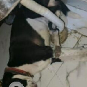 A Black and White Indie Dog Found from Ashok Vihar, New Delhi-3