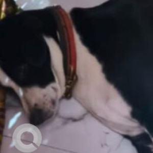 A Black and White Indie Dog Found from Ashok Vihar, New Delhi-2