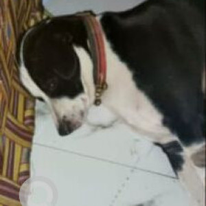 A Black and White Indie Dog Found from Ashok Vihar, New Delhi