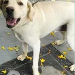 A White Labrador Dog Found from Kothanur, Bengaluru-2