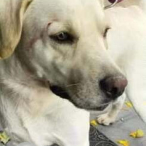 A White Labrador Dog Found from Kothanur, Bengaluru