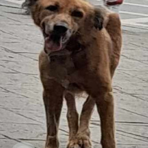 A White-Brown Mix Indie Dog Missing from Swargate, Pune