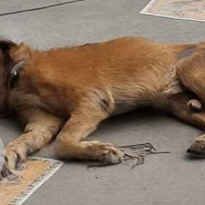 A White-Brown Mix Indie Dog Missing from Swargate, Pune-2