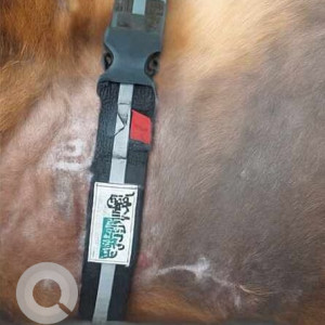 A White-Brown Mix Indie Dog Missing from Swargate, Pune-3