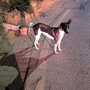 Found: Black and White Male Indie Dog from Rohan Prarthana Bldg, Gandhi Bhavan, kothrud