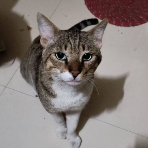 Missing: White and Grey Male Indie Cat from Barek near Santoshi Mata Mandir, Chembur