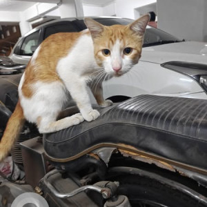 A White-Brown Mix Indie Cat Found from Dhayari, Pune