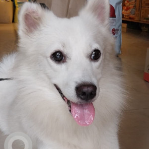 A White Spitz Dog Found from Newtown, New Town