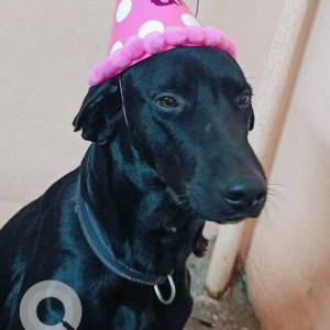 Missing: Black Male Doberman Dog from Kukatpally, Road number 3, Hyderabad-2