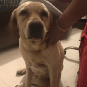 A Golden Labrador Dog Found from Sector 49, Gurugram-2