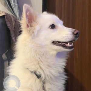 Missing: White Male Pomeranian Dog from Hyderabad