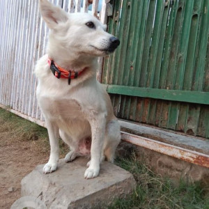 Found: White Female Pomeranian Dog from Gurgaon