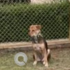 A Black and Brown Indie Dog Missing from Kammanahalli, Bengaluru-2