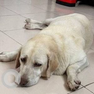 A White-Brown Mix Labrador Dog Missing from Hyderabad
