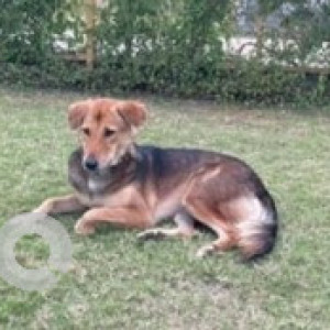 A Black and Brown Indie Dog Missing from Kammanahalli, Bengaluru