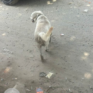 A White Labrador mix Dog Found from Sector 45, Gurugram