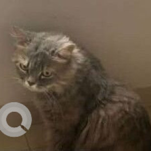 A White and Grey Persian Cat Found from Pune-2