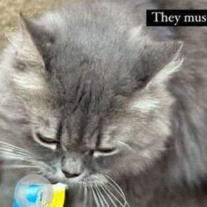 A White and Grey Persian Cat Found from Pune-4