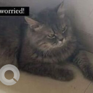 A White and Grey Persian Cat Found from Pune-3