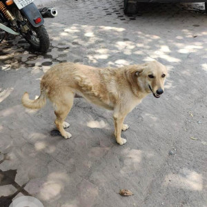 Missing: Brown Female Indie Dog from D block Sarvodaya Enclave-2