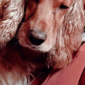 Missing: Brown Female Golden Retriever Dog from Chabahal, Pimbahal