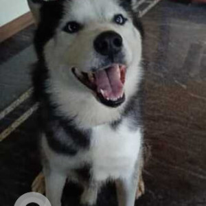 Found: Black and White Male Husky Dog from Hebbal Dasrahalli-3