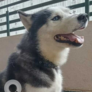 Found: Black and White Male Husky Dog from Hebbal Dasrahalli-2