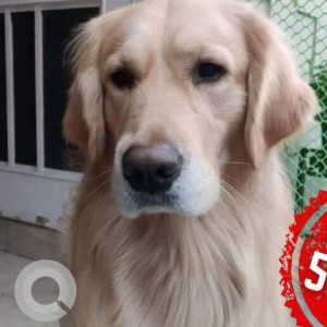 A Golden Golden Retriever Dog Missing from Mohali