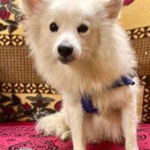 Found: White Male Pomeranian Dog from Usma Petrol Pump, close to RR hospital, Pendharkar College