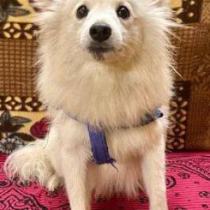 Found: White Male Pomeranian Dog from Usma Petrol Pump, close to RR hospital, Pendharkar College-2