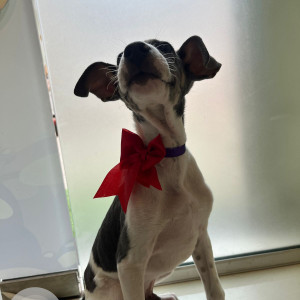 Missing: White and Grey Female Indie Dog from Baner Pancard Road-3