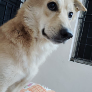 Found: White-Brown Mix Male Indie Dog from Ashok Nagar-2