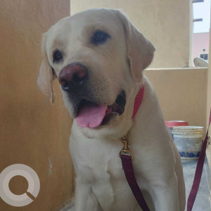 Missing: White Male Labrador Dog from Quthbullapur
