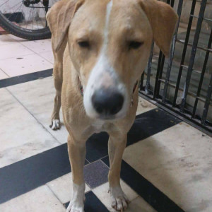 Missing: White-Brown Mix Male Indie Dog from Goregaon