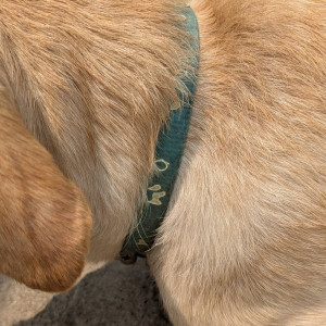 Found: White Female Indie Dog from Ram Medicals on Yelenahalli Main Road, Akshaynagar-3