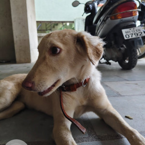 A White-Brown Mix Indie Dog Found from Sus, Pune-2