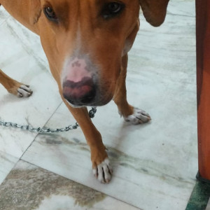 Found: Brown Female Indie Dog from Xu 2, Greater Noida-3