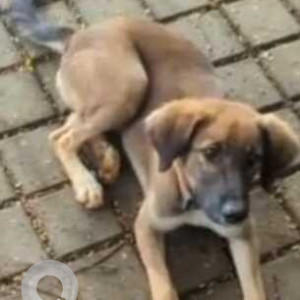 Missing: Black and Brown Female Indie Dog from TCS, Phase3, Hinjewadi premises