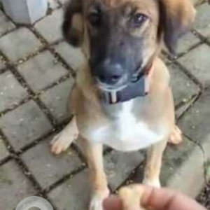 Missing: Black and Brown Female Indie Dog from TCS, Phase3, Hinjewadi premises-2