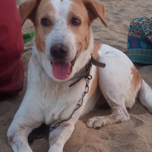 Missing: White-Brown Mix Male Indie Dog from Sholinganallur aavin factory