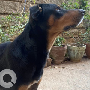 Found: Black and Brown Male Rottweiler Dog from Chikka Banaswadi, Bangalore-3