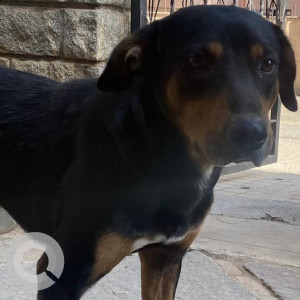 Found: Black and Brown Male Rottweiler Dog from Chikka Banaswadi, Bangalore