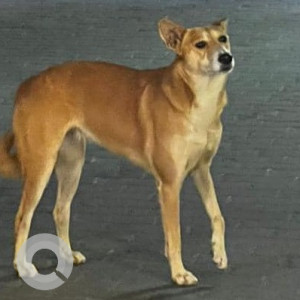 Brown Female Indie Dog is Found from Church Road, Vasant kunj