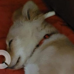 Missing: White Male Pomeranian mix Dog from Vasanthnagar-2