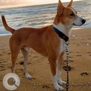 Missing: White-Brown Mix Male Indie Dog from GA Road, Washermenpet