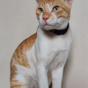 Missing: Orange Male Ginger Cat from Sector 10 Vashi, Navi Mumbai near Gav Devi