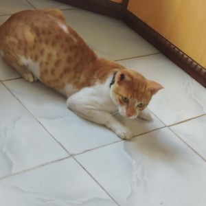 Missing: Orange Male Ginger Cat from Sector 10 Vashi, Navi Mumbai near Gav Devi-2